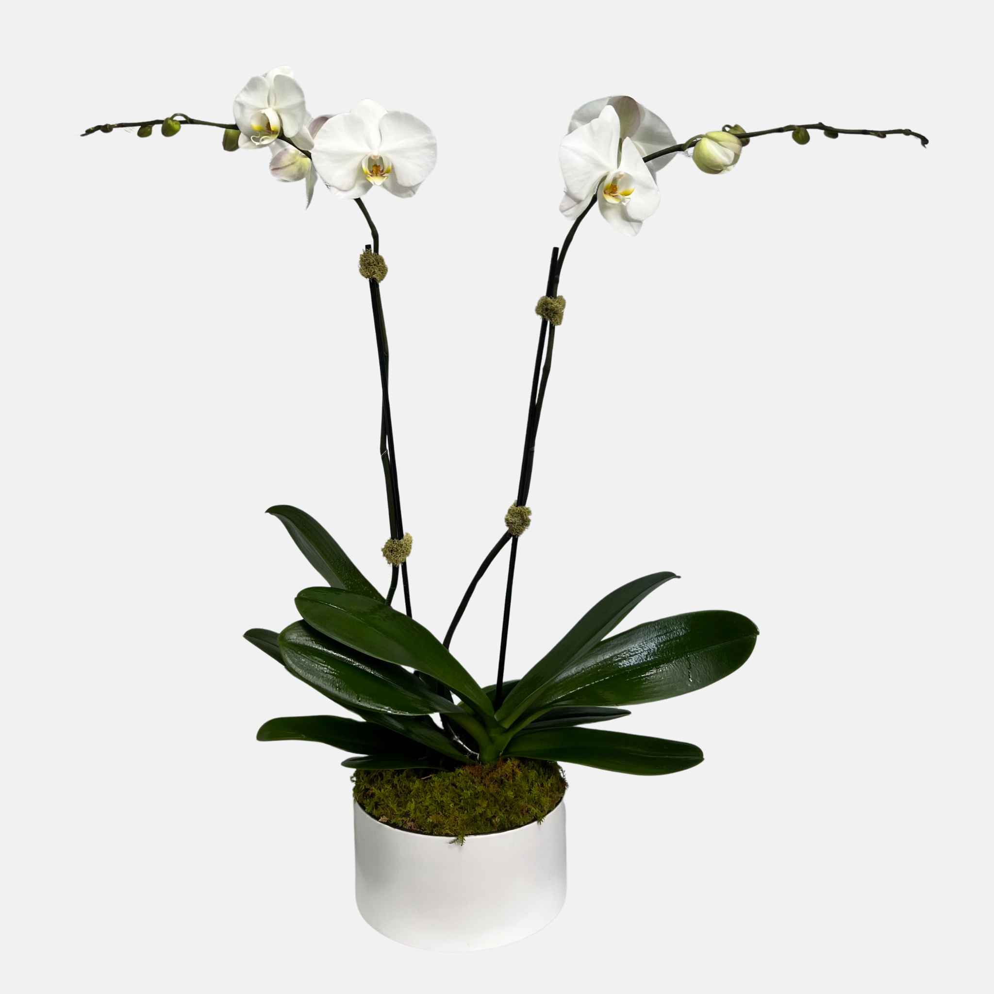 Classic Orchid - White Elegance