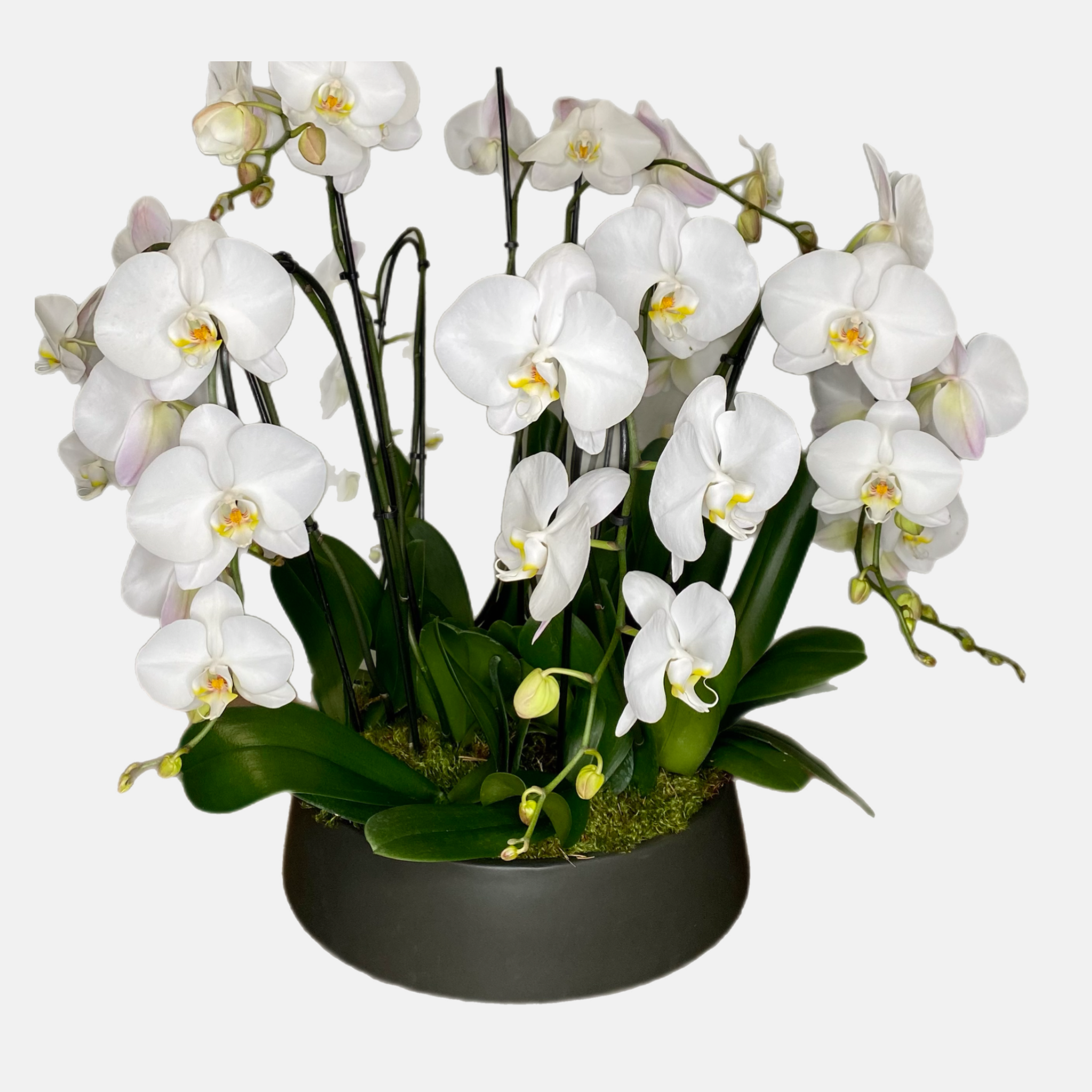 Cascade Orchid - White Waterfall