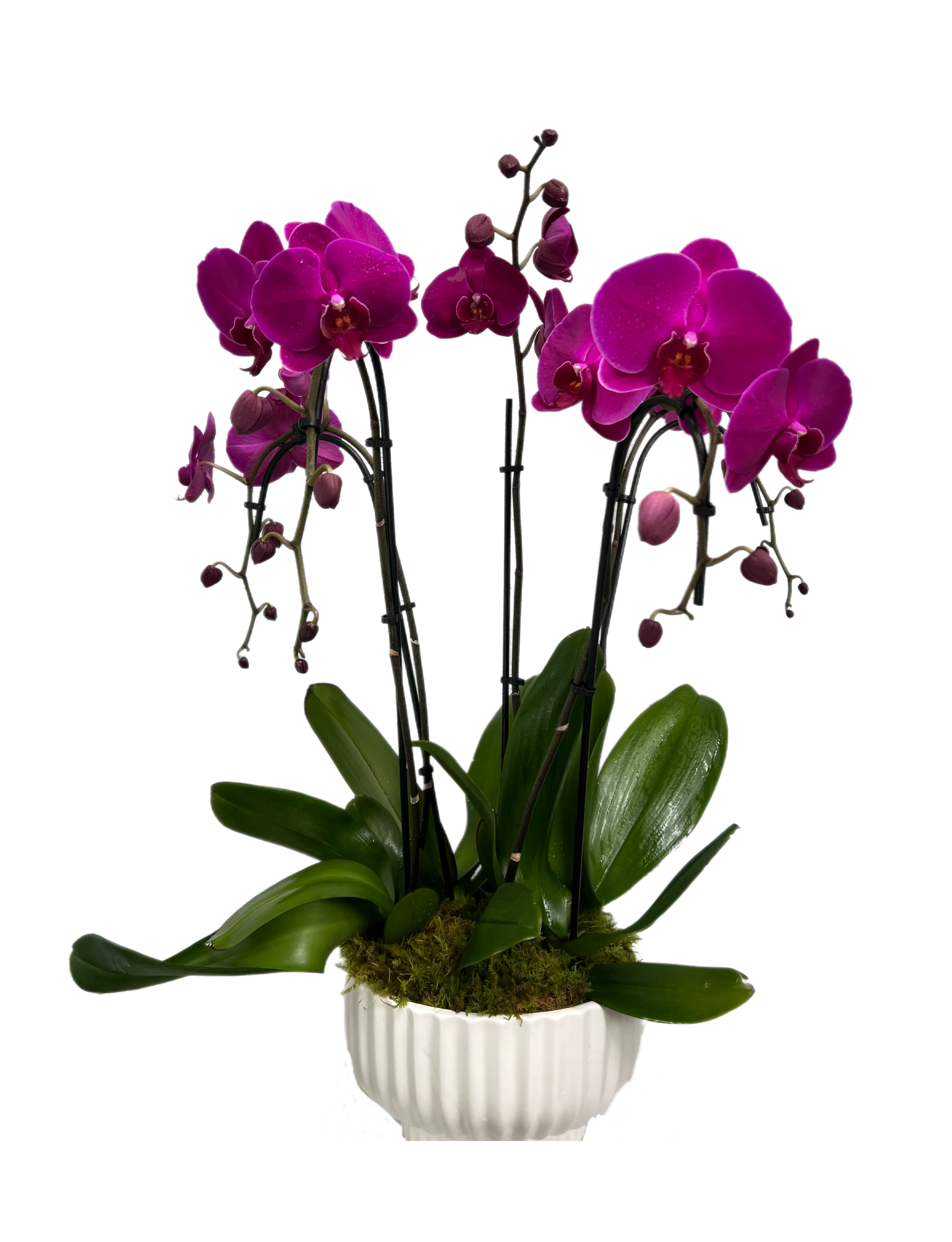 Cascade Orchid - Purple Waterfall