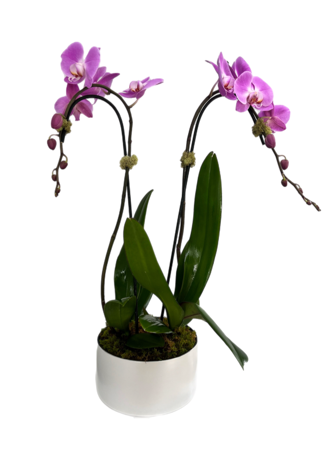 Cascade Orchid - Purple Waterfall
