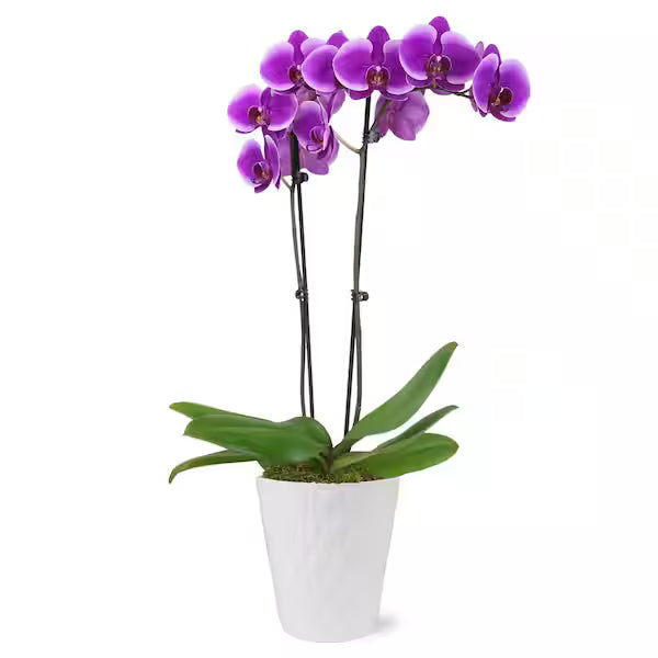 Classic Orchid - Purple Royalty